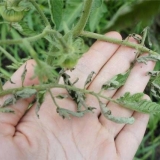 Zašto se listovi paradajza uvijaju?